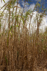 large cut grass plantation in sunny day