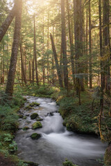 Morning light in a forest with flowing creek
