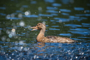 Mallard duck in splashing lake water