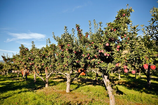 Red Delicious Apple Tree Okanagan Valley