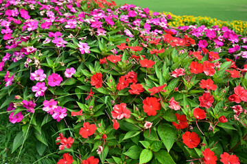 万博記念公園　美しい花