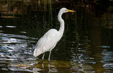 Naklejka premium Great Egret (Ardea alba)