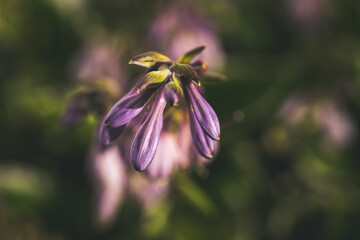 Young pink Hosta flower buds in a close macro shot with blurred background
