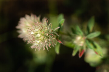 Macro shot of tiny pink and white weed flowers growing on the lawn. Closeup shot of Clover flowers growing on the garden lawn.