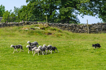 Border collie herding a flock of sheep