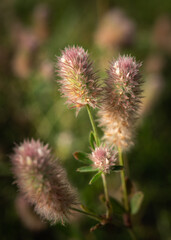 Closeup shot of tiny pink and white weed flowers growing on the lawn
