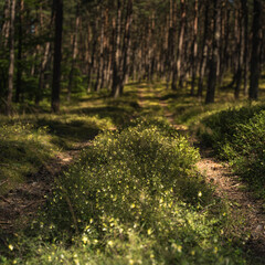 A forest road surrounded by trees full of yellow forest flowers in the summer sunny day