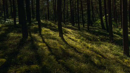 Old dark pine forest full of mosses and blueberries in the sunlight
