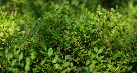Close-up of forest berry bushes with wild organic fruits ready to be picked