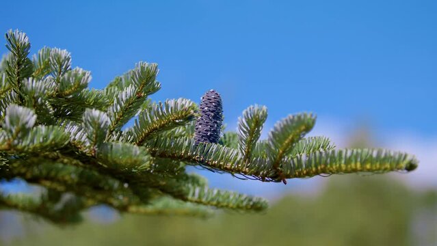 A branch of silver Colorado spruce is swinging in the wind. Decorative plants in the garden. A cone on a pine and resin on a blue spruce.
Flowing spruce resin as future amber.