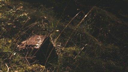 Old rusty metal container thrown into the old pine forest by the sea