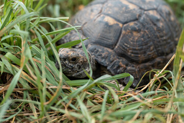 Close up turtle walking in green grass.