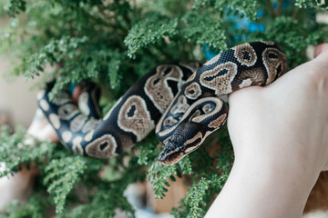 Close up pet snake in woman hands on green plant background.