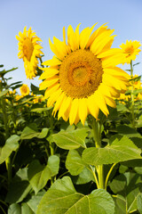Sunflower cultivation in rural area, Emilia Romagna, Italy