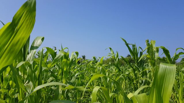 campo de mazorcas con movimiento por el viento