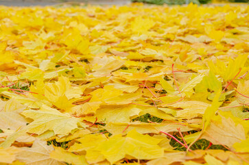 Autumn leaves on the lawn of green grass background.