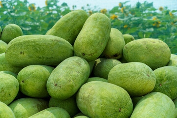 Fruit background. Lots Of Big Sweet Green Organic Ripe Watermelons