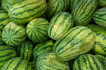 Fruit background. Lots Of Big Sweet Green Organic Ripe Watermelons