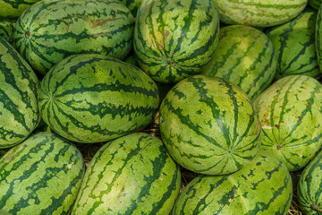 Fruit background. Lots Of Big Sweet Green Organic Ripe Watermelons