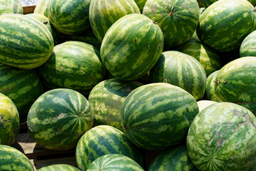 Fruit background. Lots Of Big Sweet Green Organic Ripe Watermelons