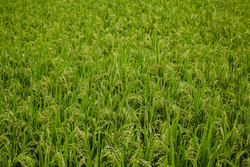 Green rice field on the Bali island.