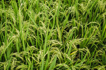 The texture is green rice field closeup.