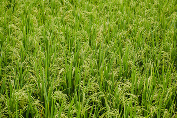 The texture is green rice field.