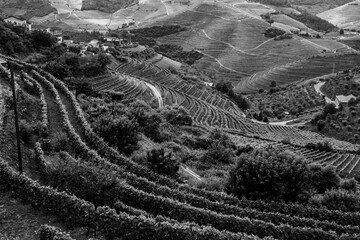 View of the hills in Douro Valley, Porto, Portugal. Black and white photo. - obrazy, fototapety, plakaty