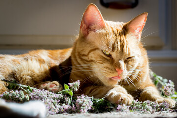 Red cat making a funny face while eating purple catnip flowers
