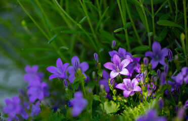 Bright purple flowers in green grass. close up