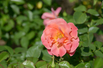 イージータイム　バラの花