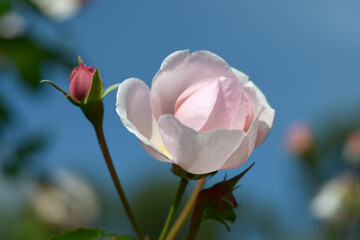 イングリッシュ・ヘリテージ　バラの花