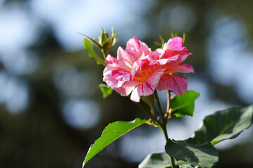 エドガードガ　バラの花