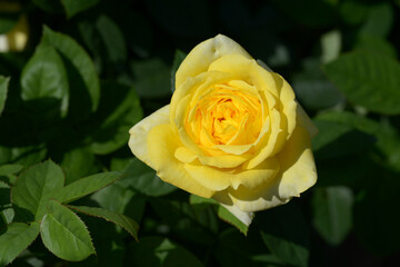 伊豆の踊り子　バラの花