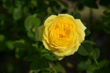 伊豆の踊り子　バラの花