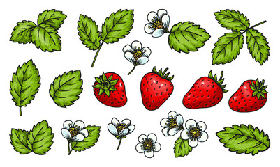 Strawberry set. Realistic whole red berries leaves and flowers isolated on white background. Cartoon hand drawn plant elements for card print, badge pin, scrapbooking tag, farmers market label, patch
