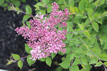Fototapeta premium Lilacs in bloom