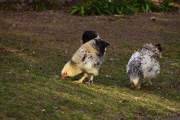 avle plumas corral pico comisa 