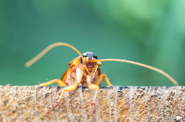 Cockroach on wooden, nature blurred background. Space for text input or advertising work for the...