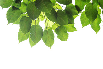 Bodhi leaves isolated on White background or Peepal Leaf from the Bodhi tree,