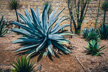 Naklejka na ściany i meble Agave Mexican plant for mexcal production view of tree in the dry garden