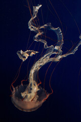 The Majestic Beauty of Jellyfish in the Water