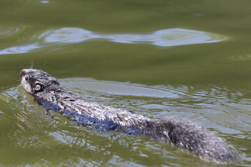 Black squirrel swimming across chanell to mainland
