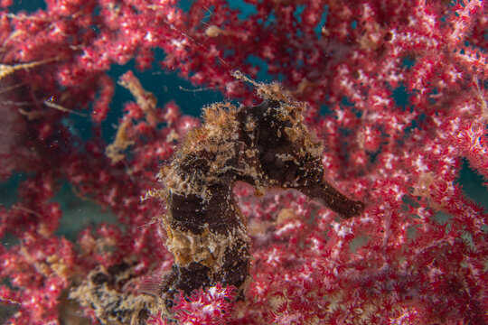 Seahorse In Dumaguete Philippines