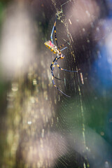Joro Spider Builds Giant Web In Georgia Backyard