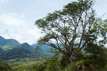 Fototapeta premium A tree with thin branches with mountains and a blue sky in the background