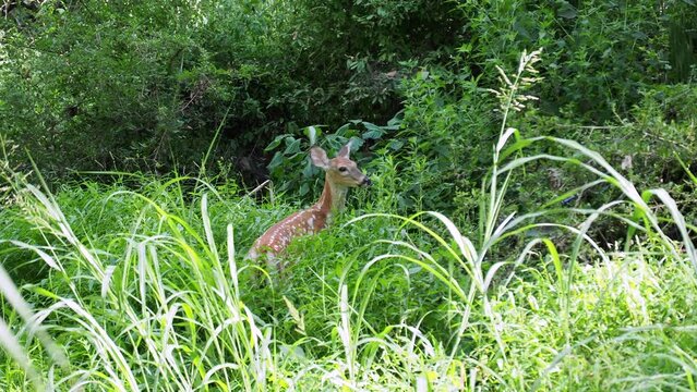 Baby Deer in Grass at Ernie Miller Nature Center