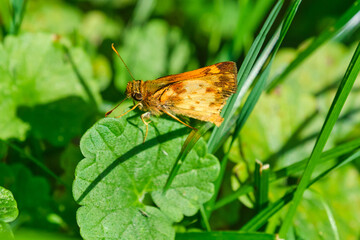 Zabulon skipper butterfly at rest on a summer evening