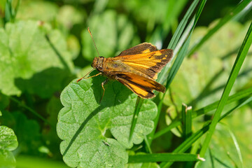 Zabulon skipper butterfly at rest on a summer evening