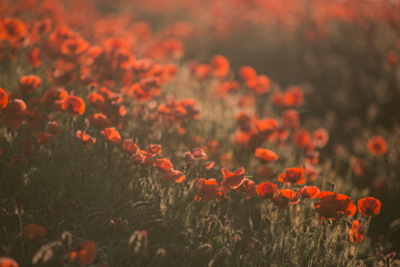 Close up of red poppy field illuminated in backlit by low lying sun just before sunset / after sun rise
